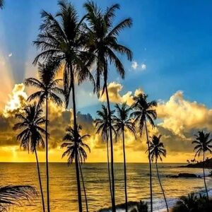 Meet your Posher, Robin